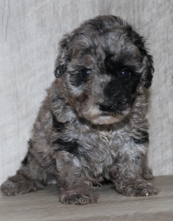 Poodle Mini (M) 5132 Image #1