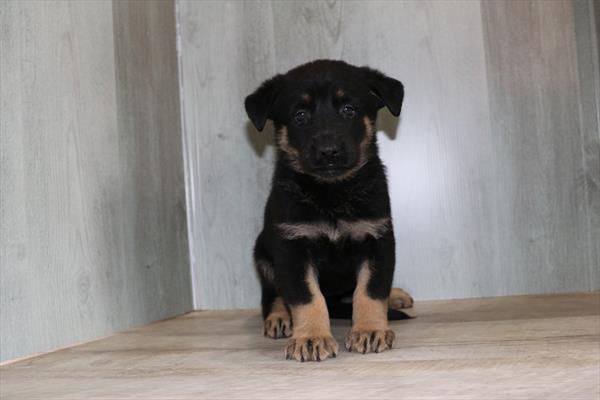 German Shepherd Dog (F) 1808 Image #1