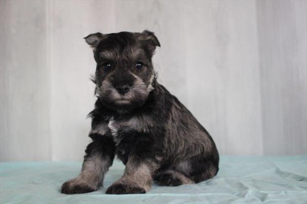 Miniature Schnauzer (F) 5130 Image #1