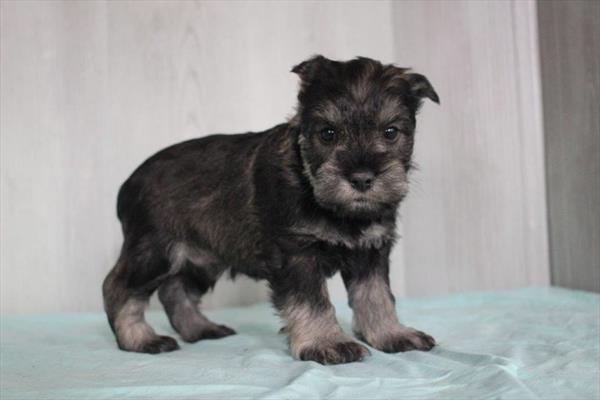 Miniature Schnauzer (M) 1810 Image #1