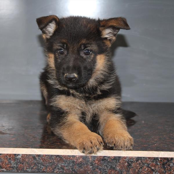 German Shepherd Dog (F) 1802 Image #1