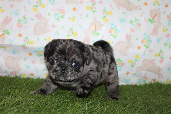 Pug (M) 5127 Image #1