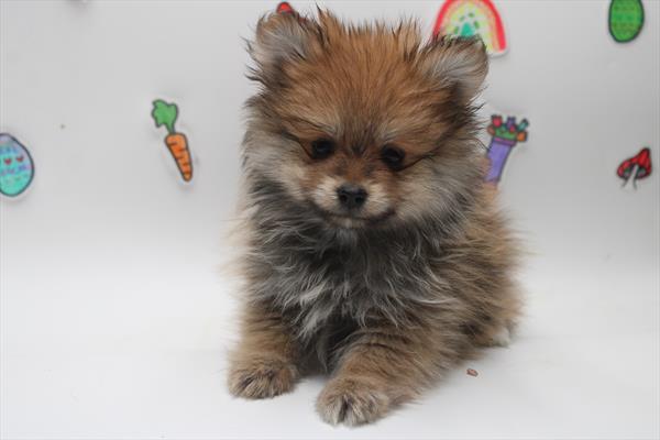 Pomeranian (M) 1785 Image #2