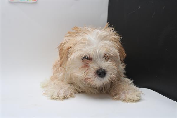 Morkie (M) 5109 Image #2