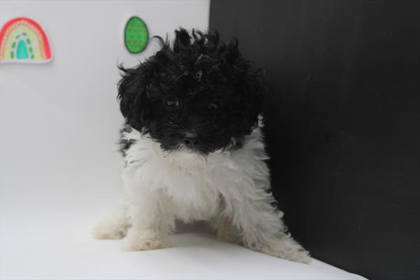 Poodle Mini (M) 1786 Image #2