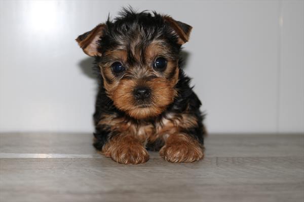 Yorkshire Terrier (M) 5131 Image #1