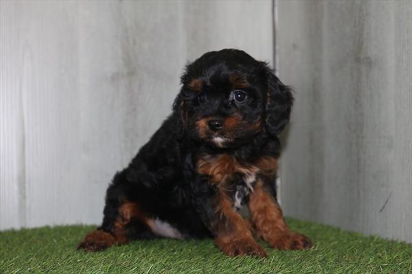 Cavapoo (M) 1793 Image #2