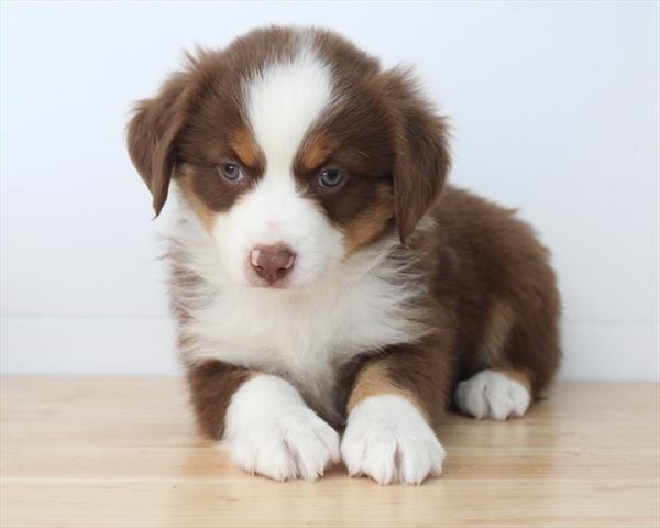 Miniature Australian Shepherd (F) 1803 Image #1