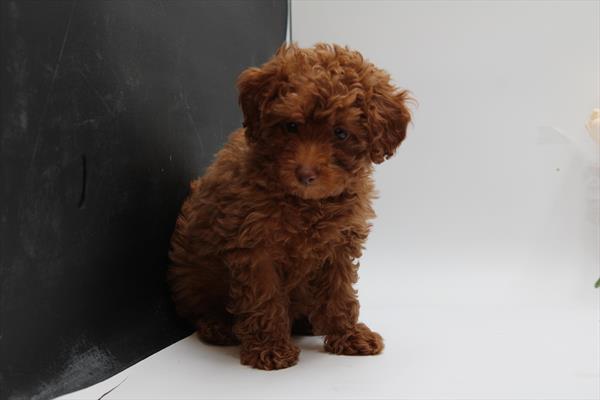 Poodle Mini (F) 5125 Image #2