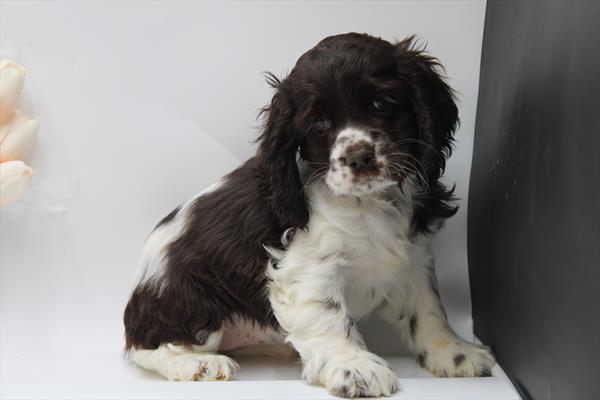 Cocker Spaniel (F) 5120 Image #2
