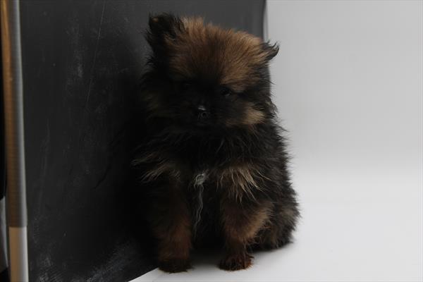 Pomeranian (M) 1798 Image #2