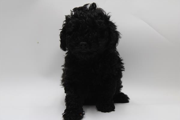 Poodle Mini (M) 1799 Image #2