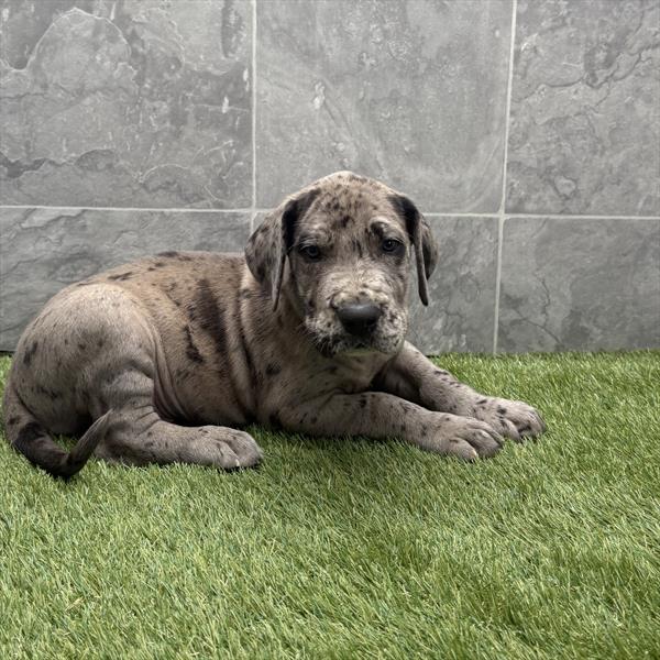 Great Dane (F) 5139 Image #1