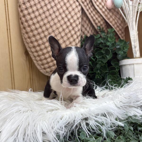 Boston Terrier (M-N) 1800 Image #1