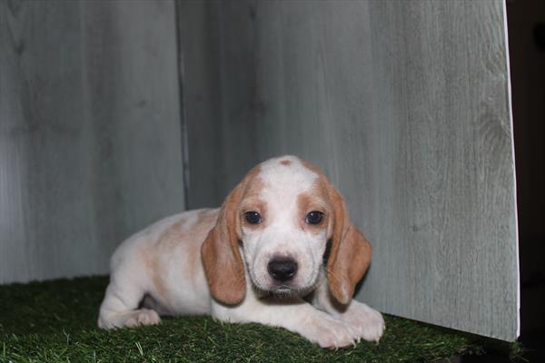 Beagle (F) 1809 Image #1