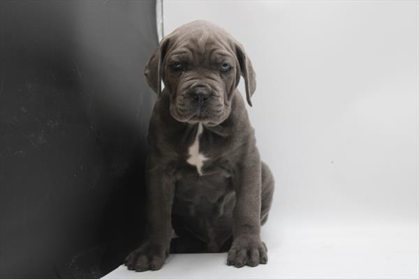 Cane Corso (M) 5134 Image #1