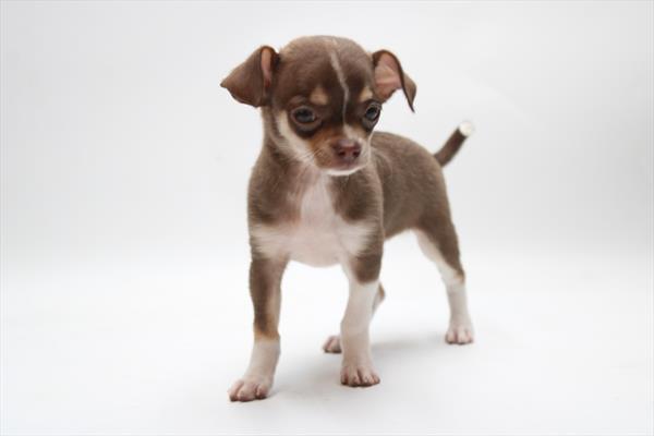 Chihuahua (F) 5136 Image #1