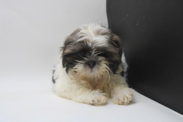 Shih Tzu (F) 1804 Image #1