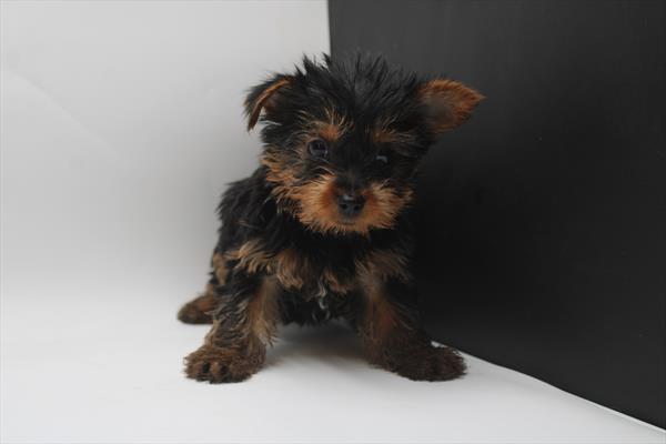 Yorkshire Terrier (M) 1805 Image #1