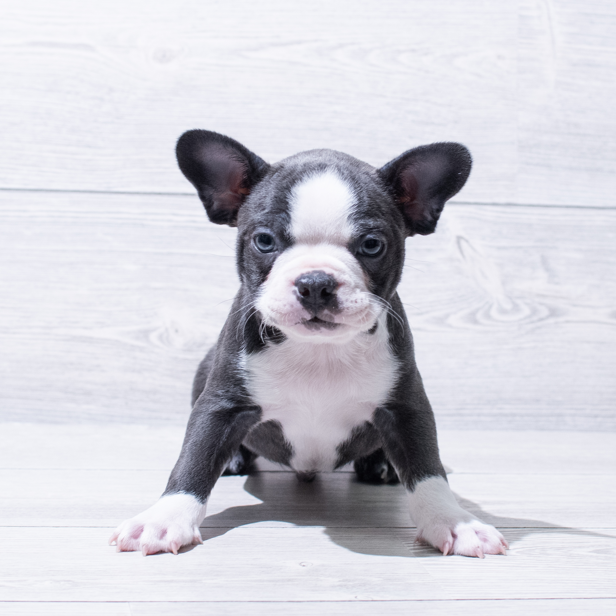 Boston Terrier (M) 5081 Image #1