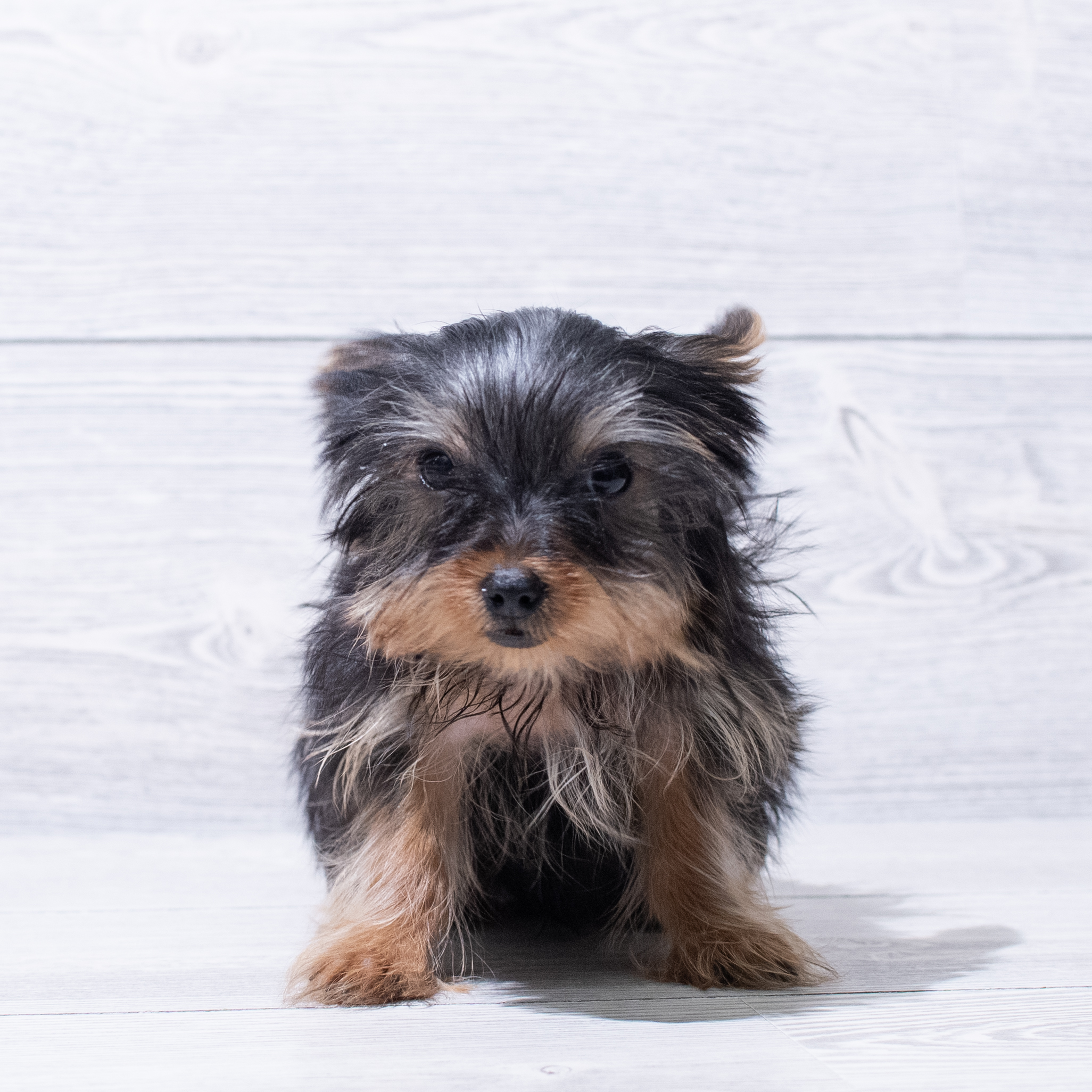 Yorkshire Terrier (M-N) 5077 Image #1