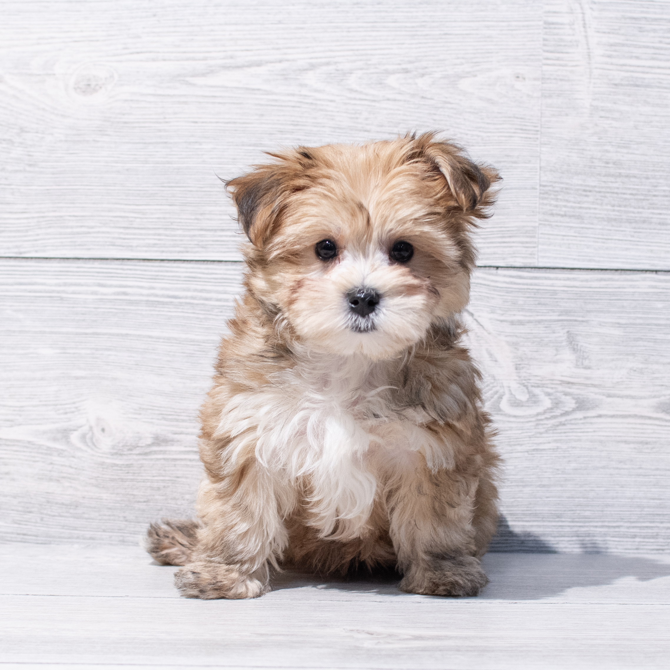Morkie (M) 1768 Image #1