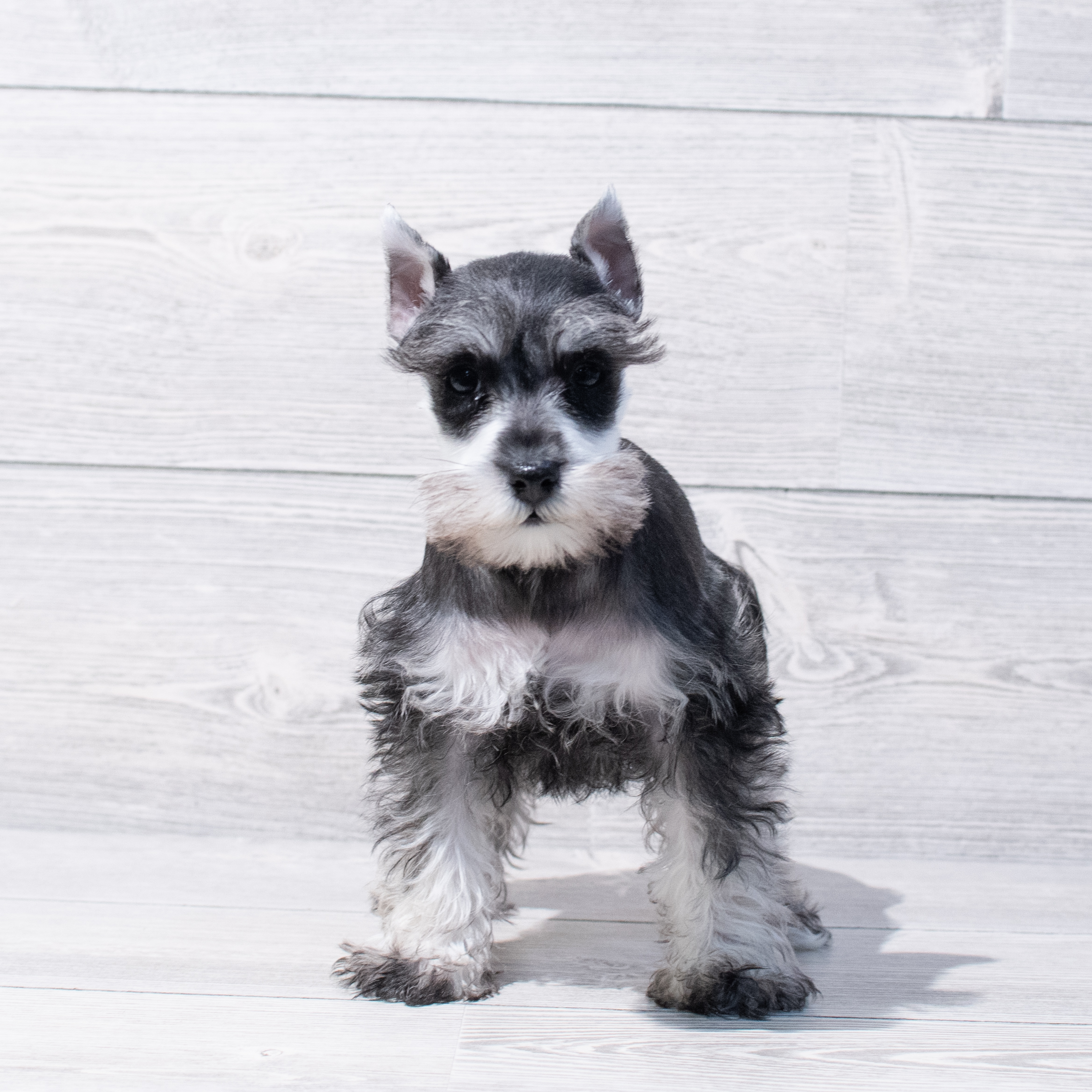 Miniature Schnauzer (F) 1766 Image #1