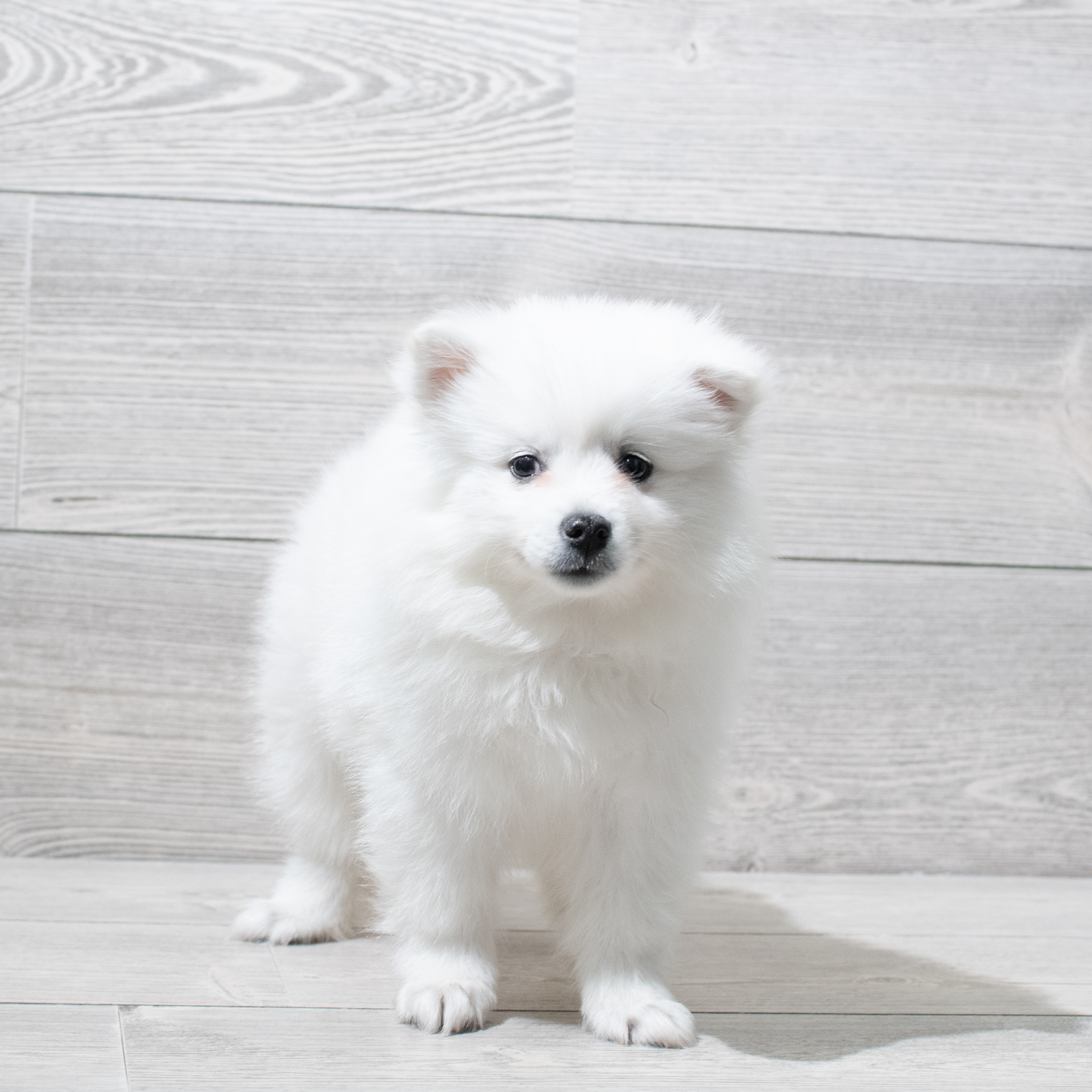 American Eskimo (M) 5090 Image #1