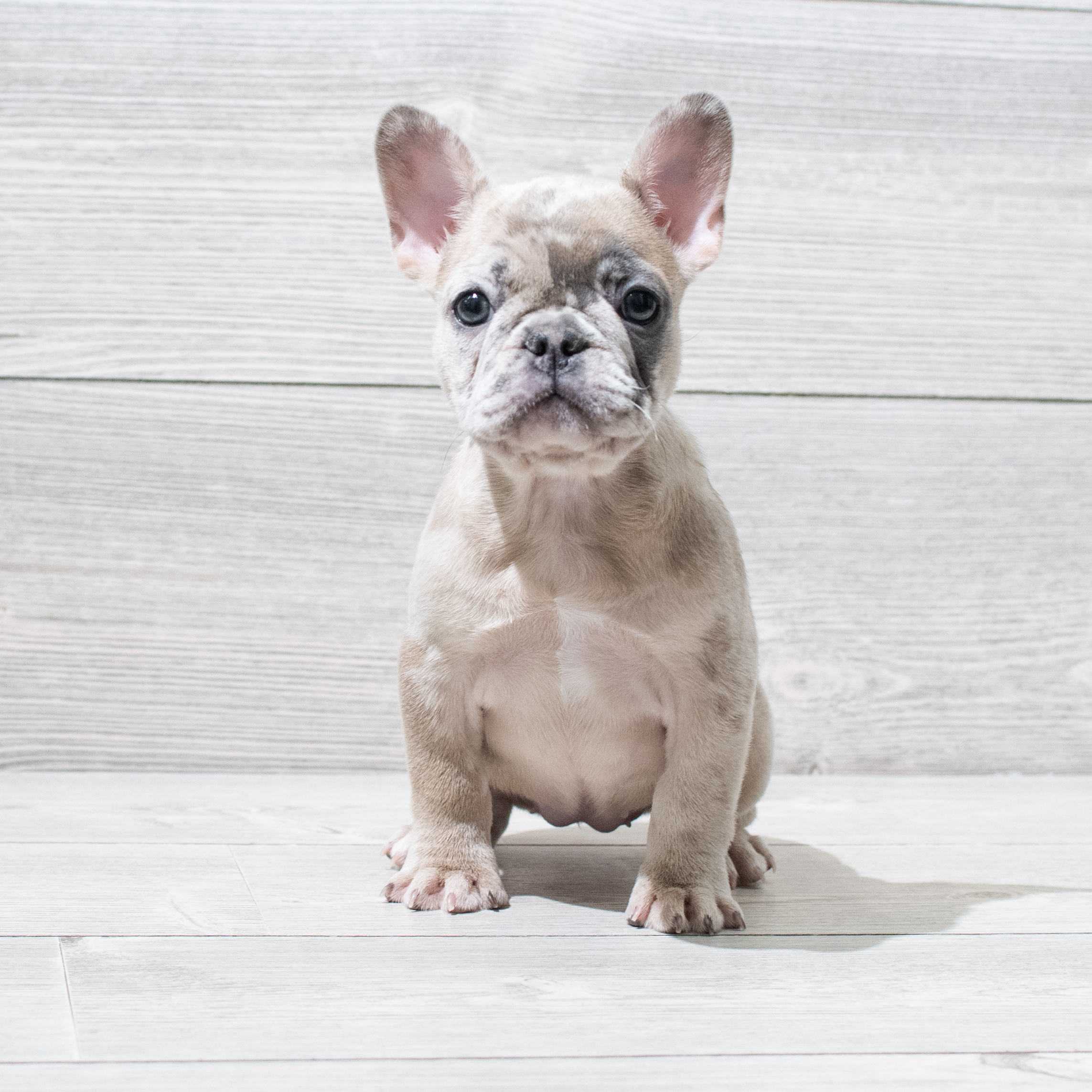 French Bulldog (F) 5088 Image #1