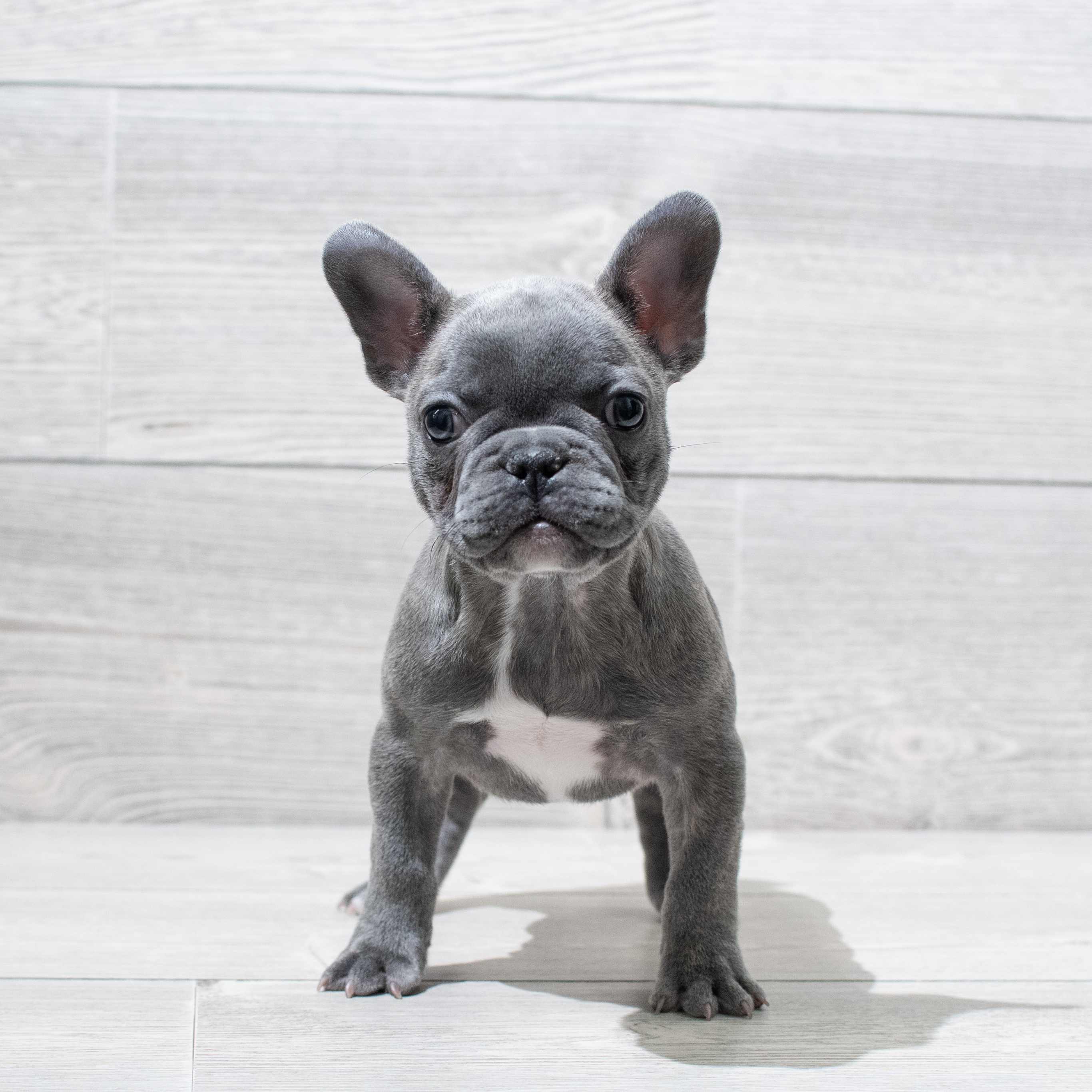French Bulldog (F) 5089 Image #1