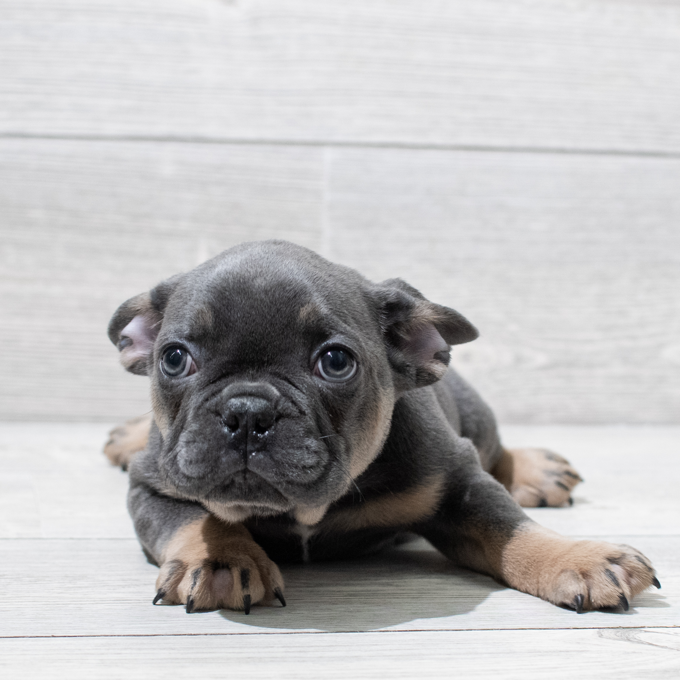 French Bulldog (M) 5091 Image #1