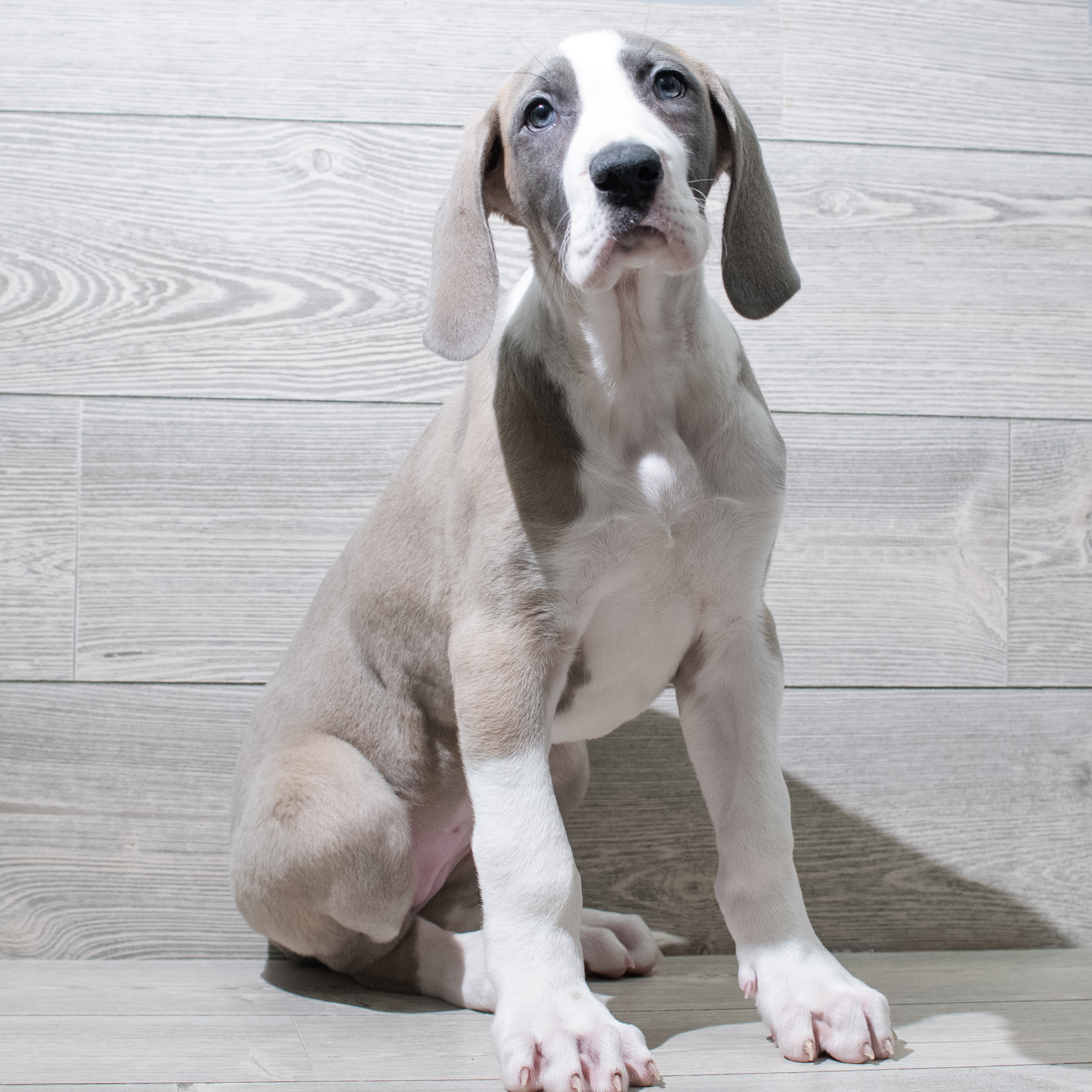 Great Dane (F) 5093 Image #1