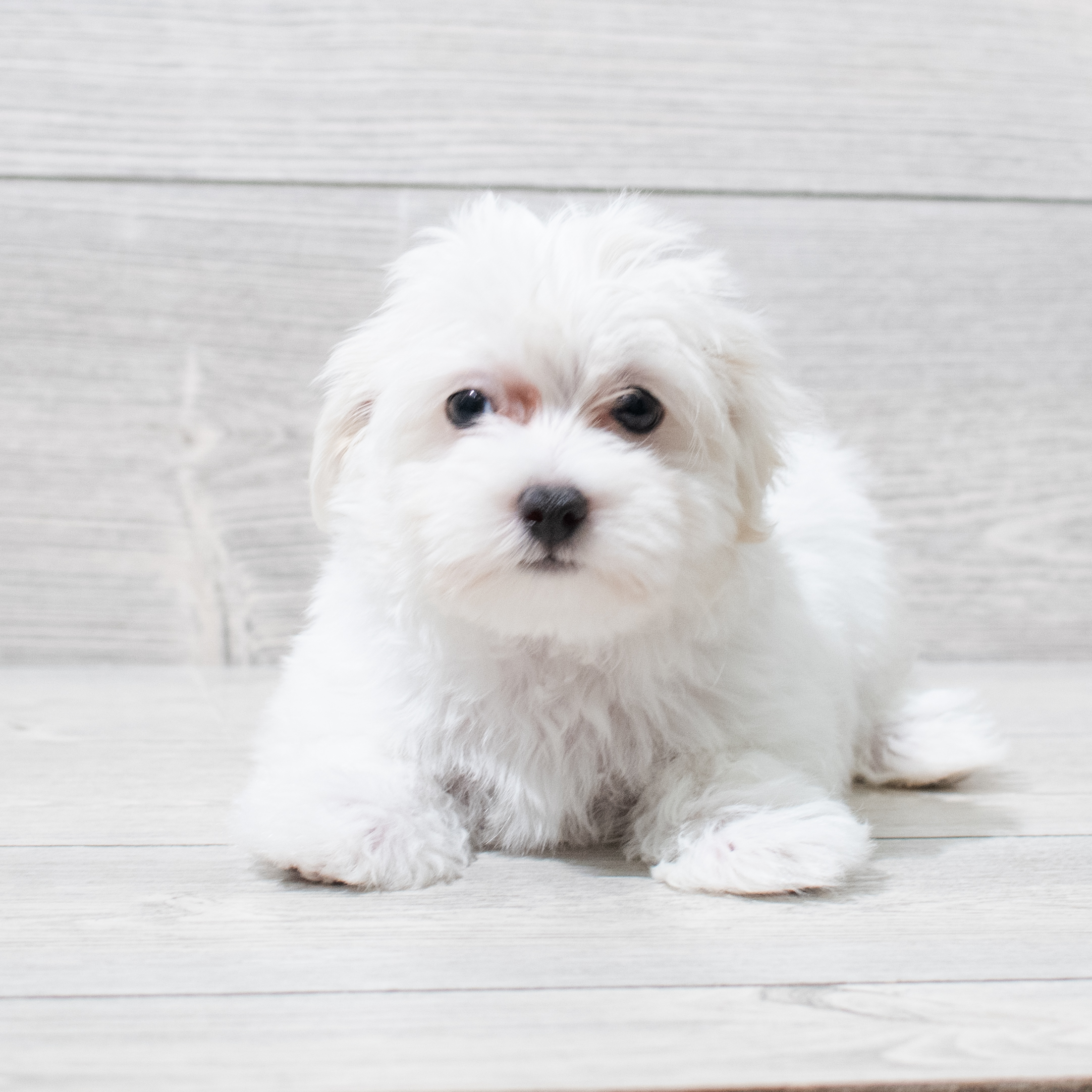 Maltese (M) 5087 Image #1