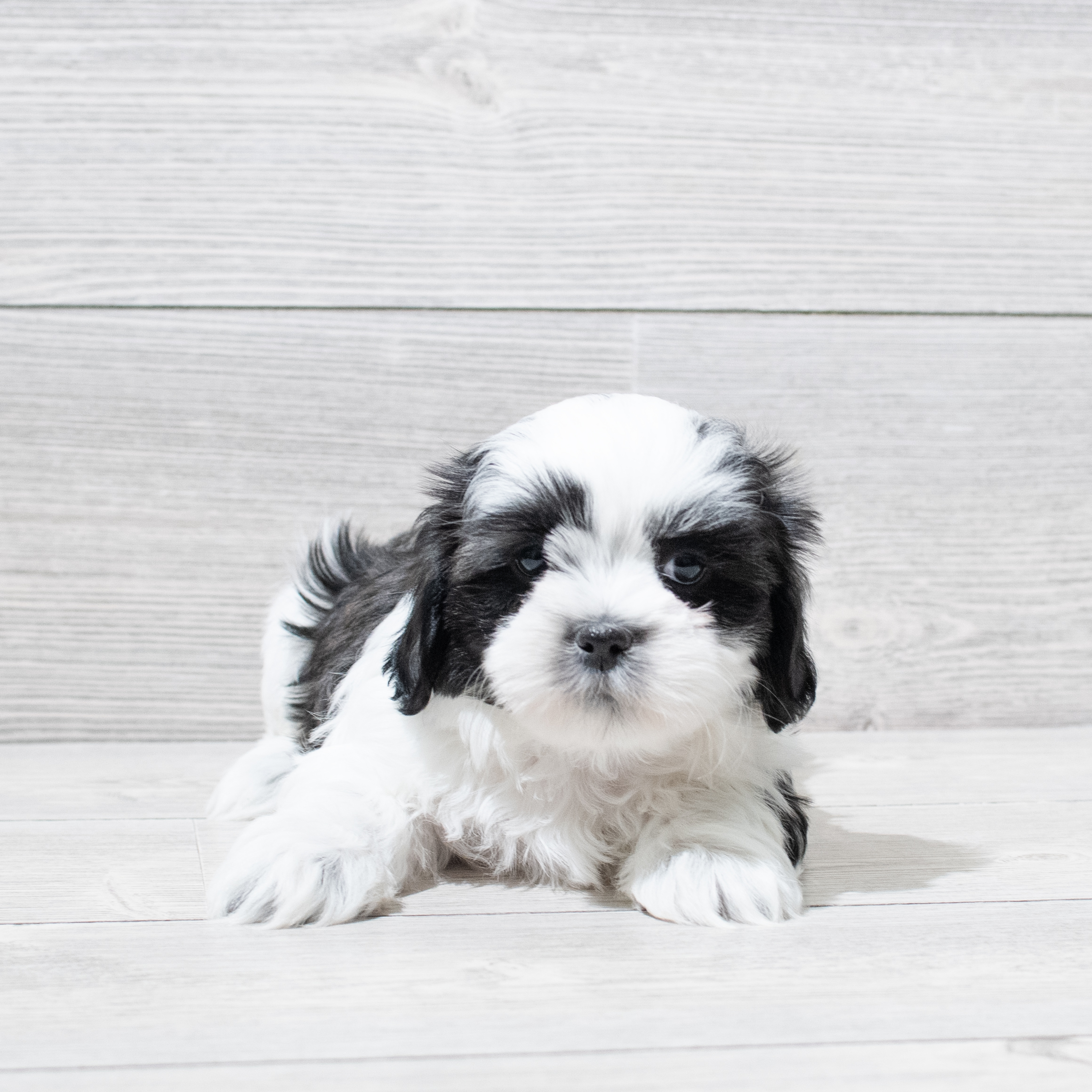 Teddy Bear (M) 5097 Image #1