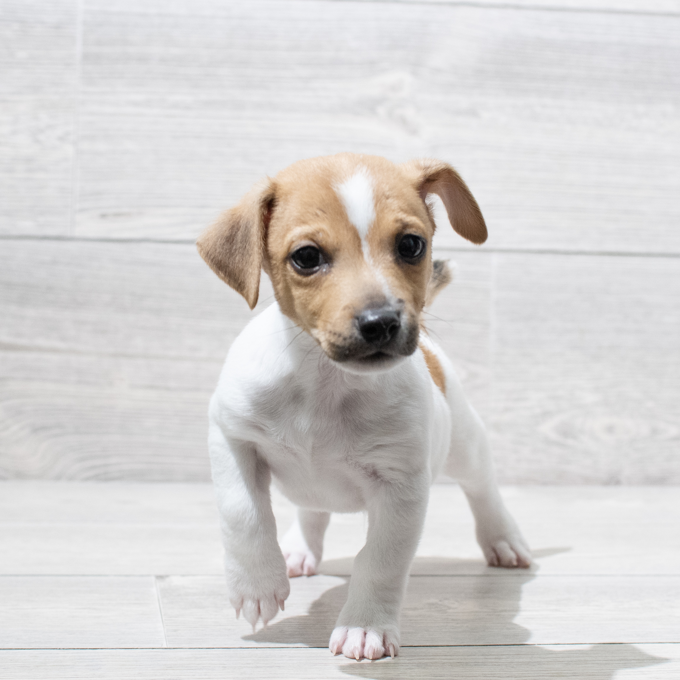 Jack Russell Terrier (M) 5094 Image #1