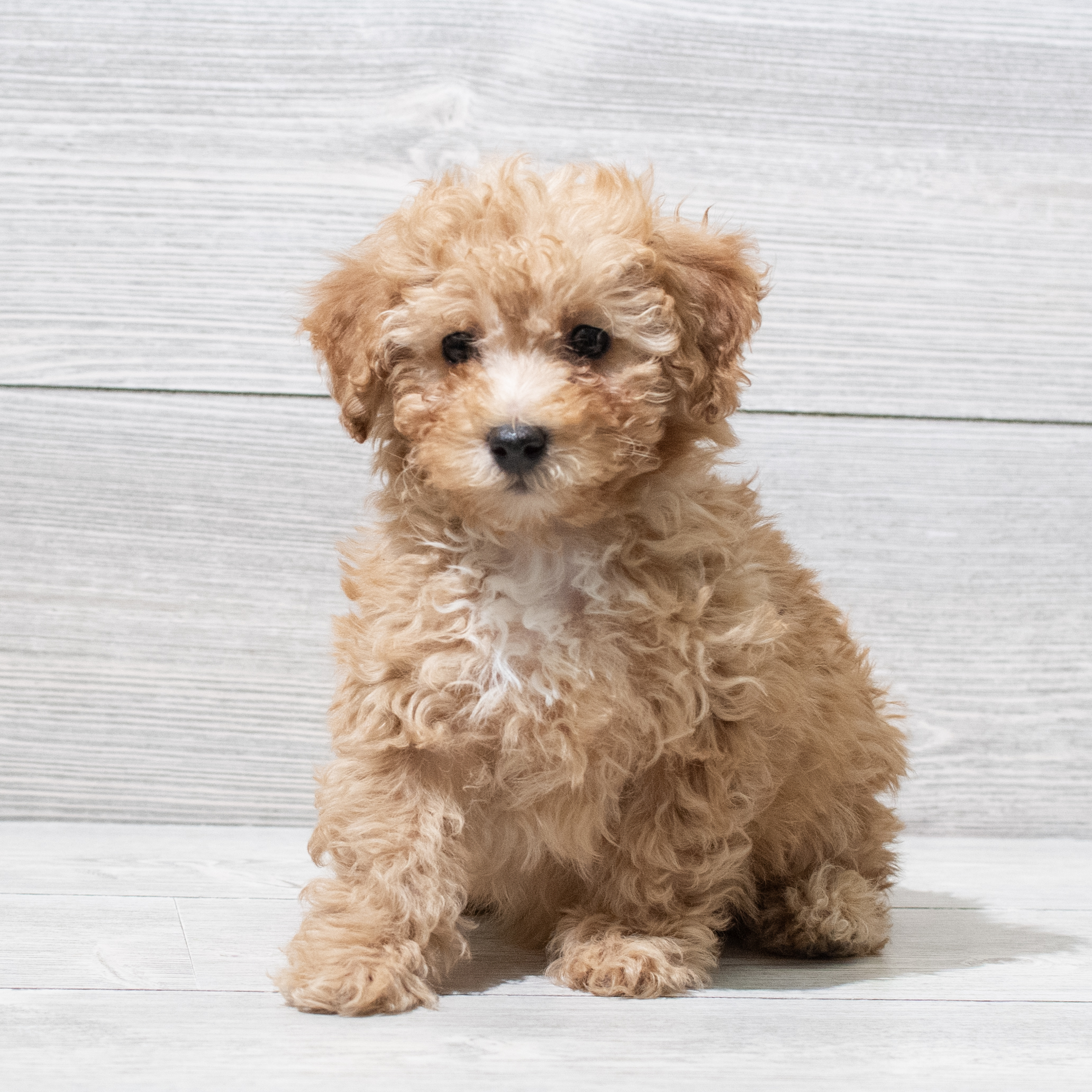 Poodle Mini (M) 5095 Image #1