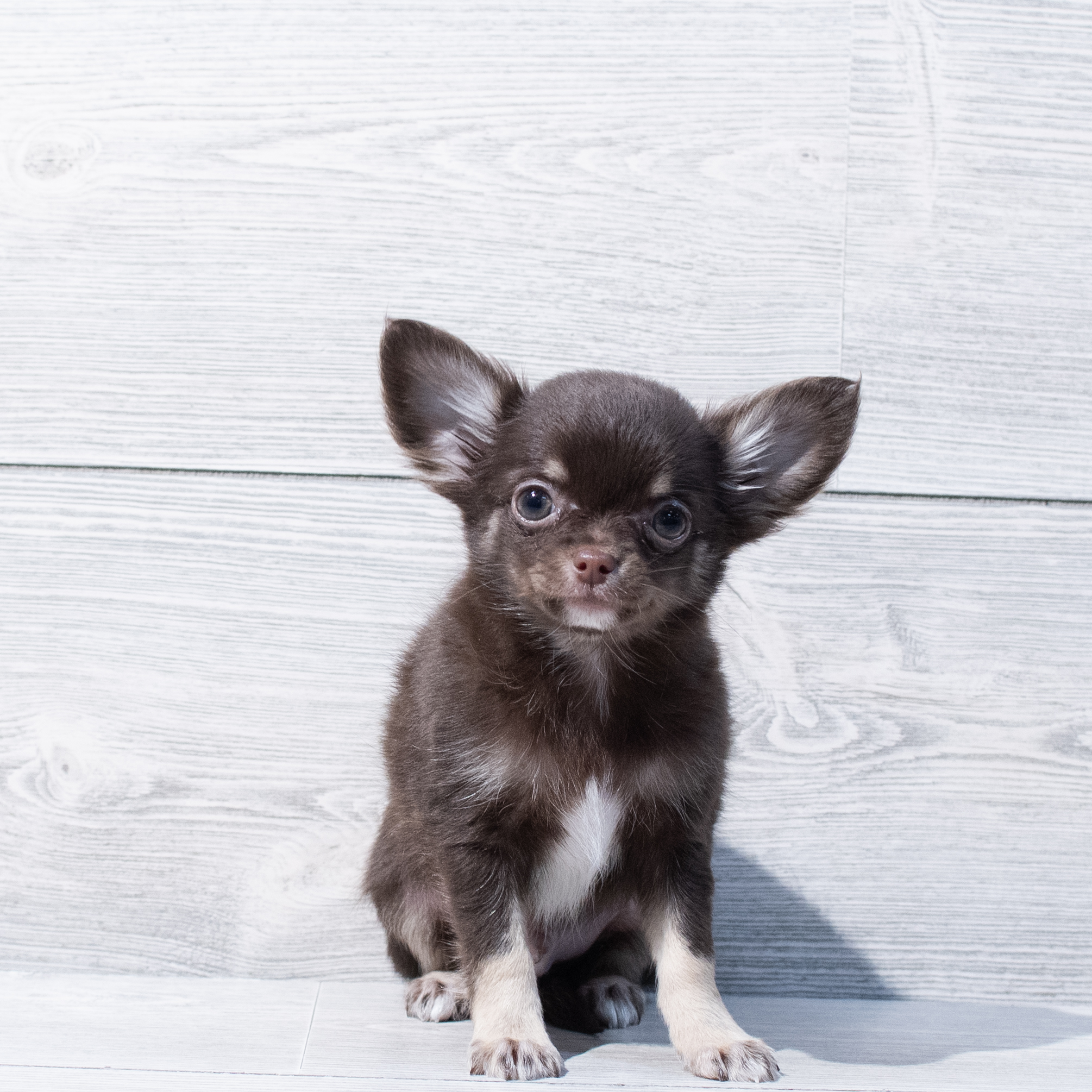 Chihuahua (M) 1772 Image #1