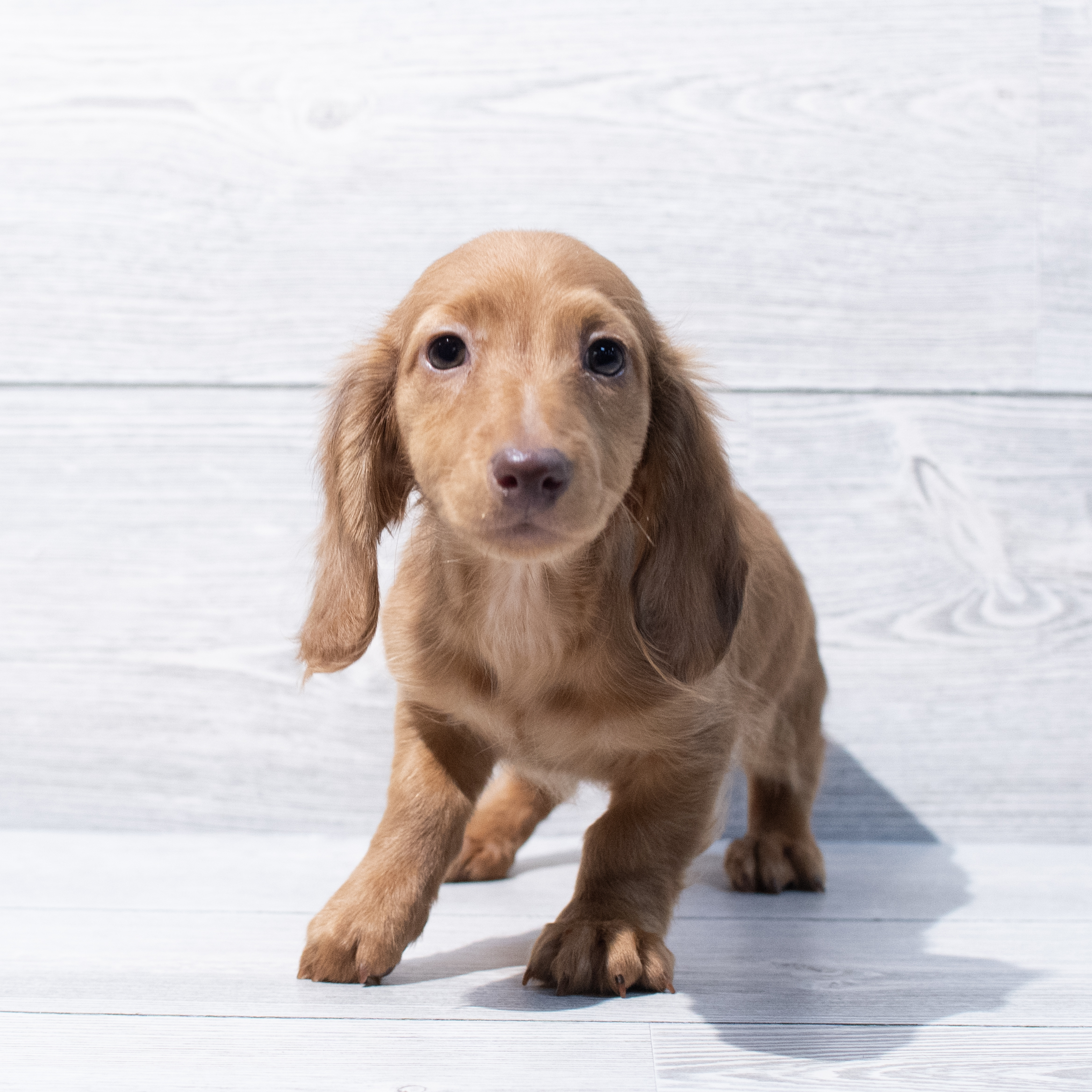 Dachshund (M) 1775 Image #1