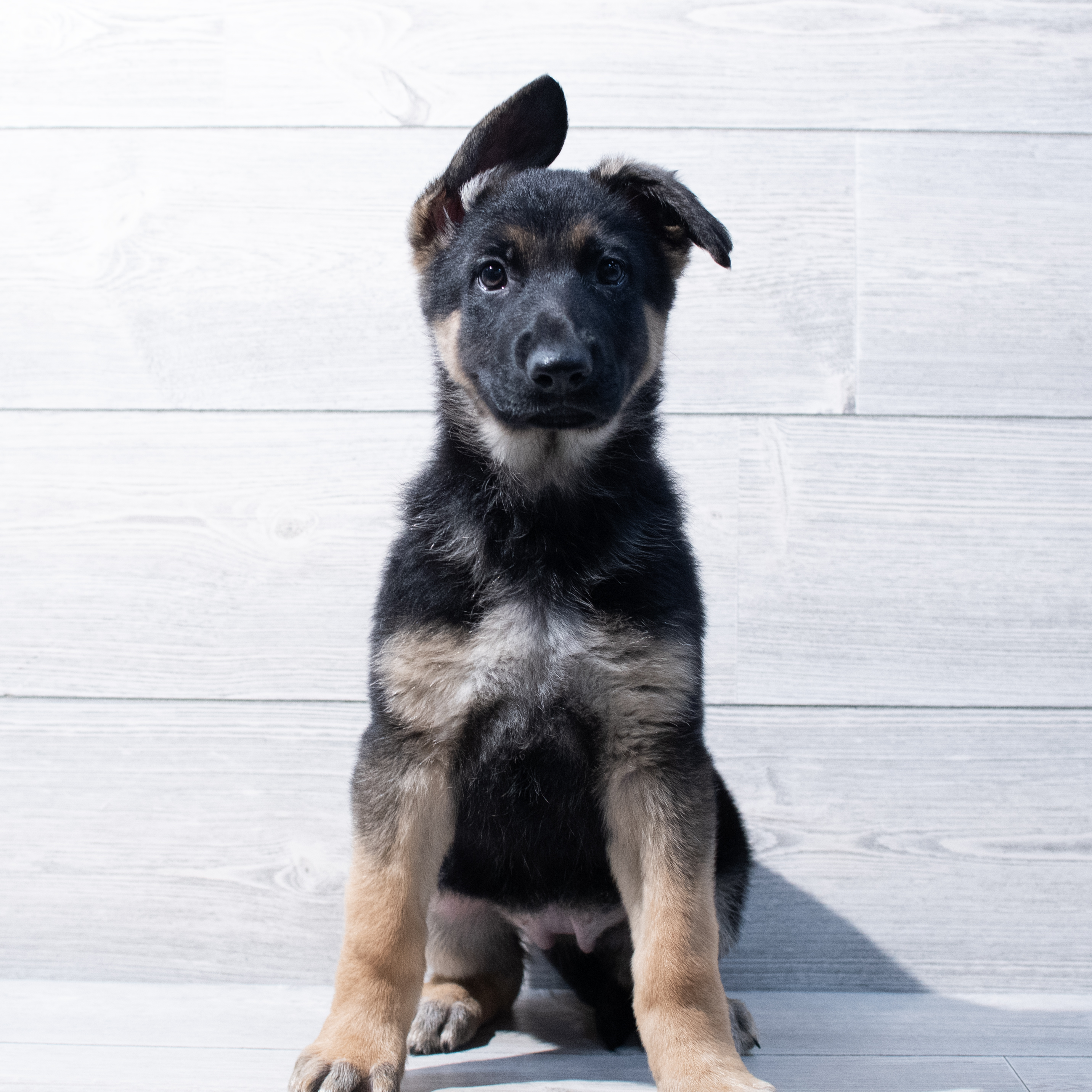 German Shepherd Dog (F) 1776 Image #1