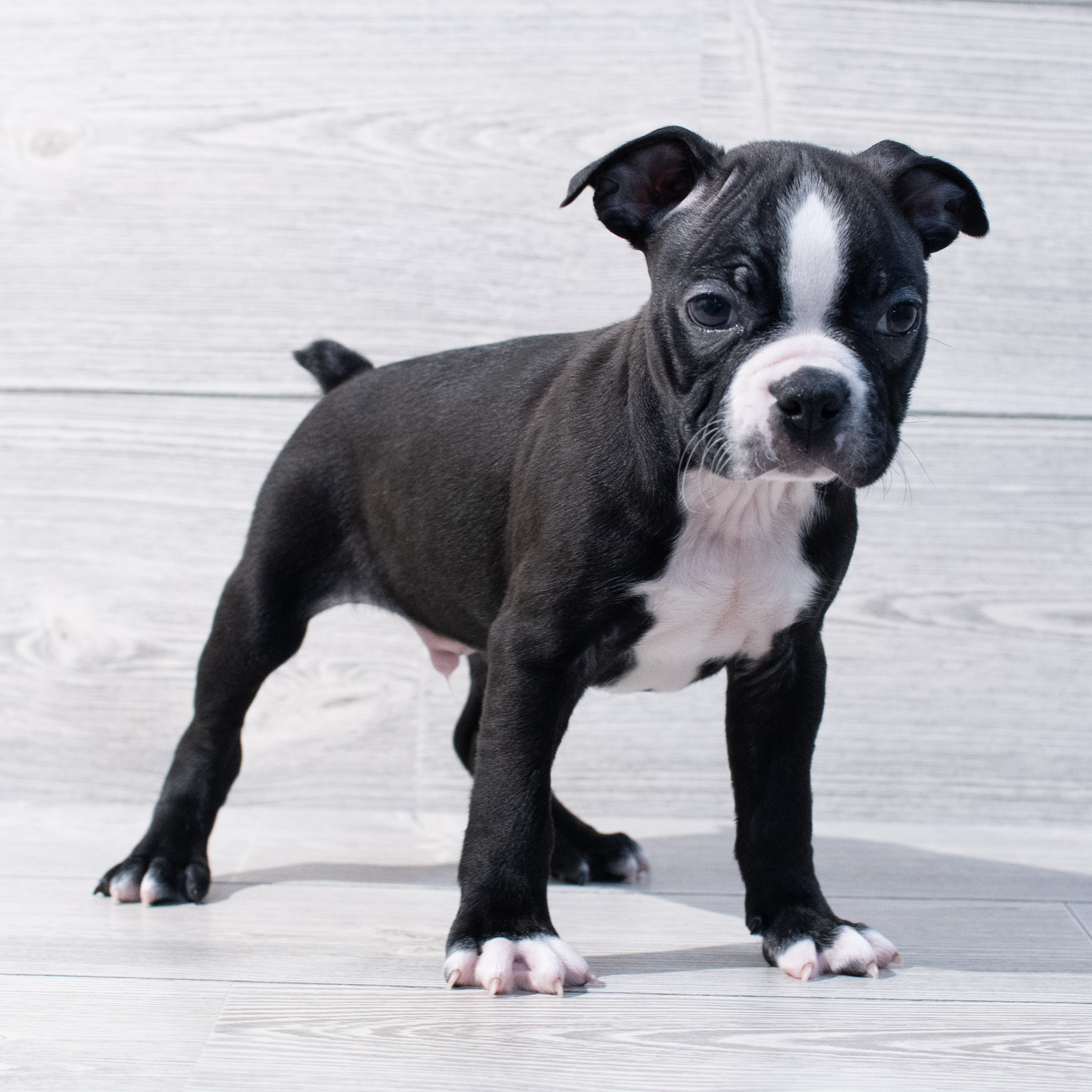 Boston Terrier (M) 1782 Image #1