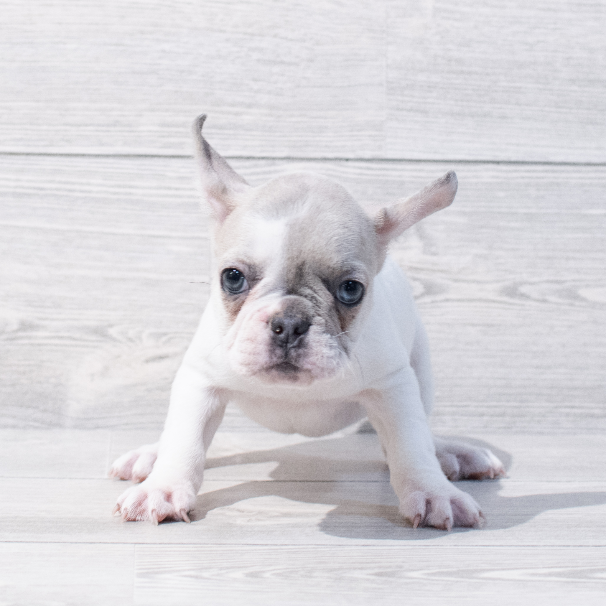 French Bulldog (F) 1779 Image #1