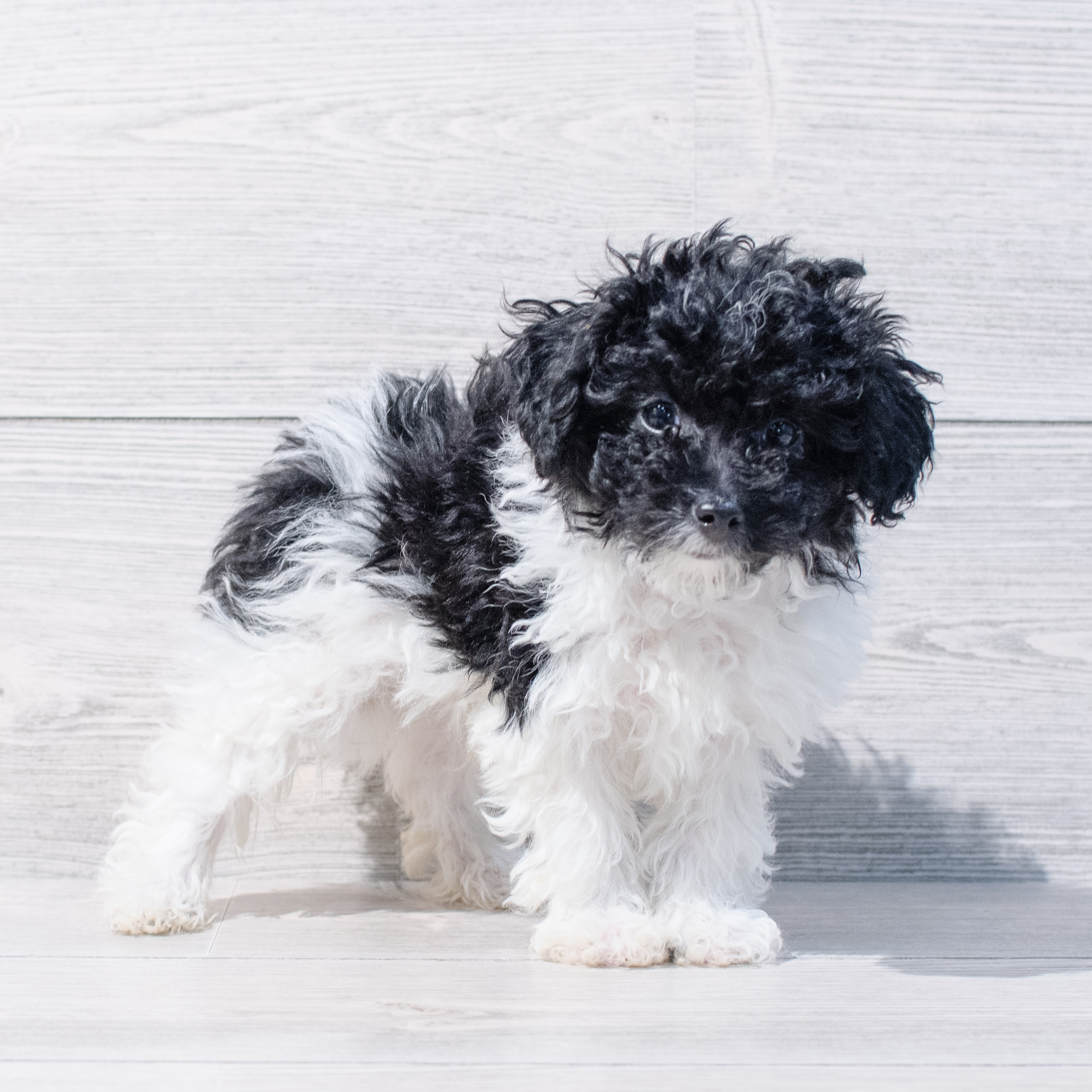 Poodle Mini (M) 1786 Image #1
