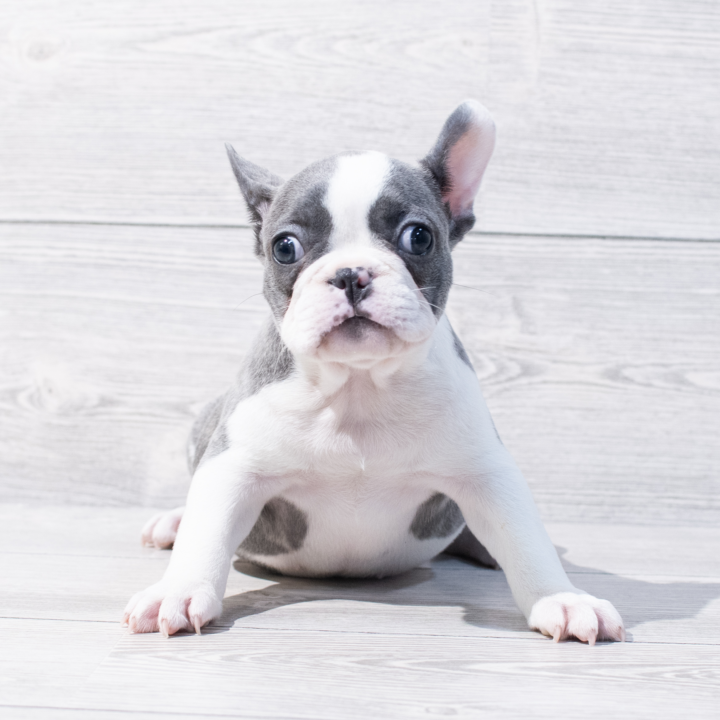 French Bulldog (F) 1791 Image #1