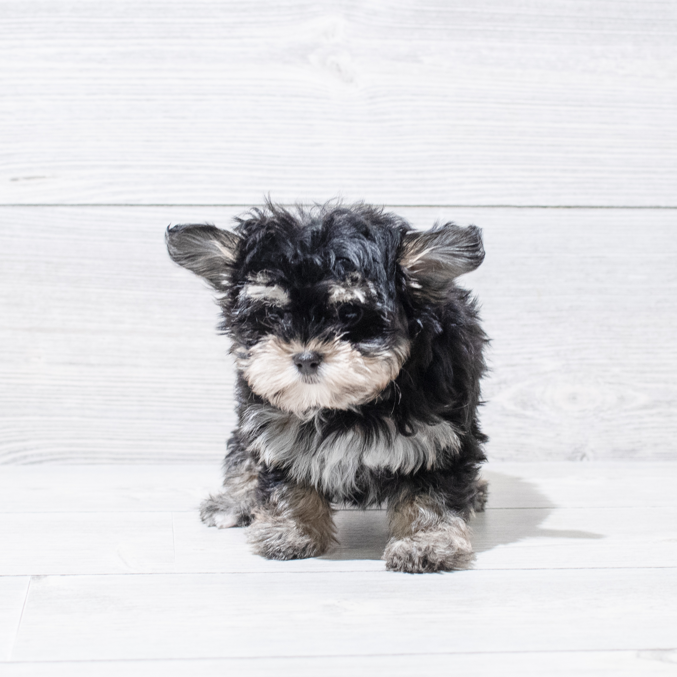 Morkie (F) 5111 Image #1