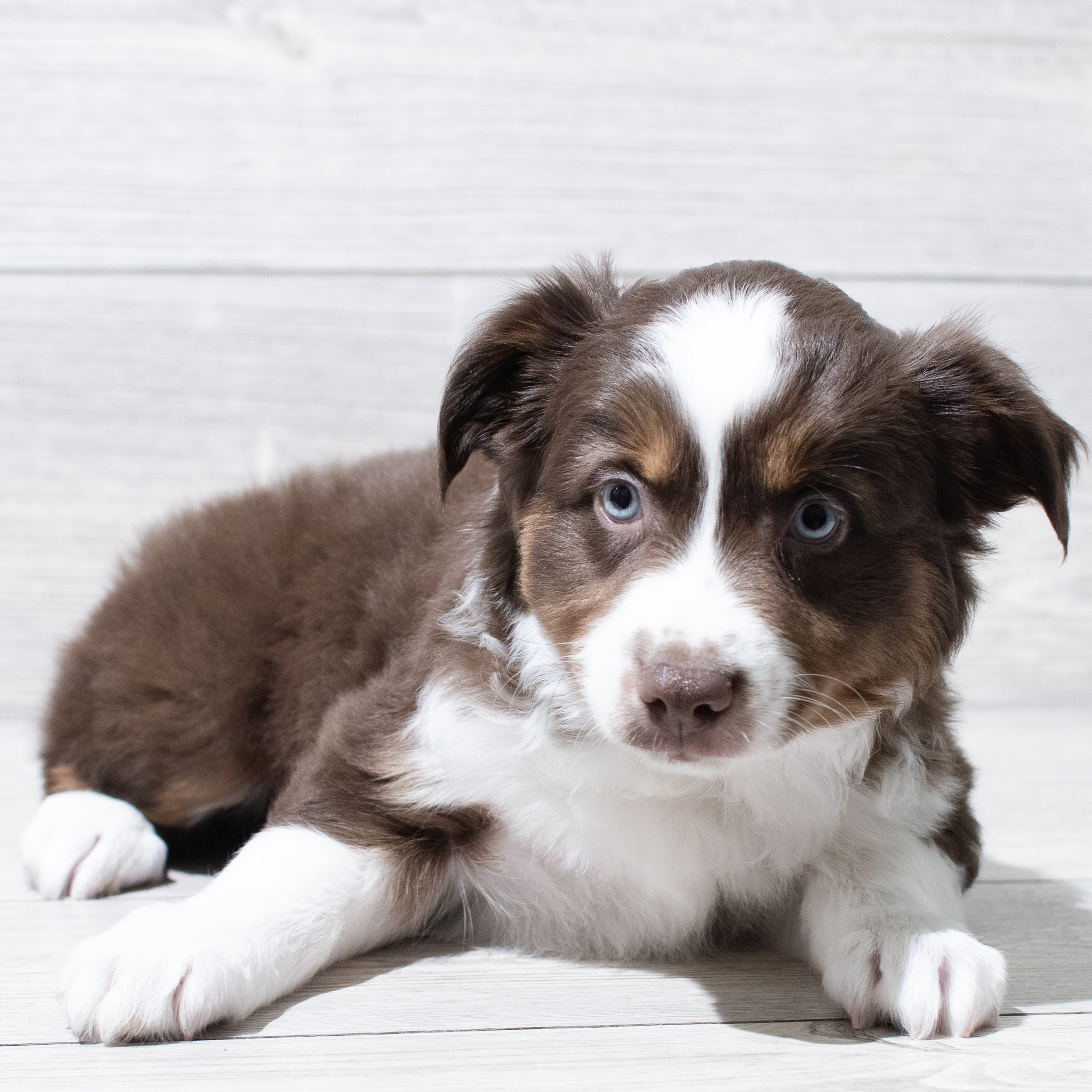Miniature Australian Shepherd (M) 5105 Image #1