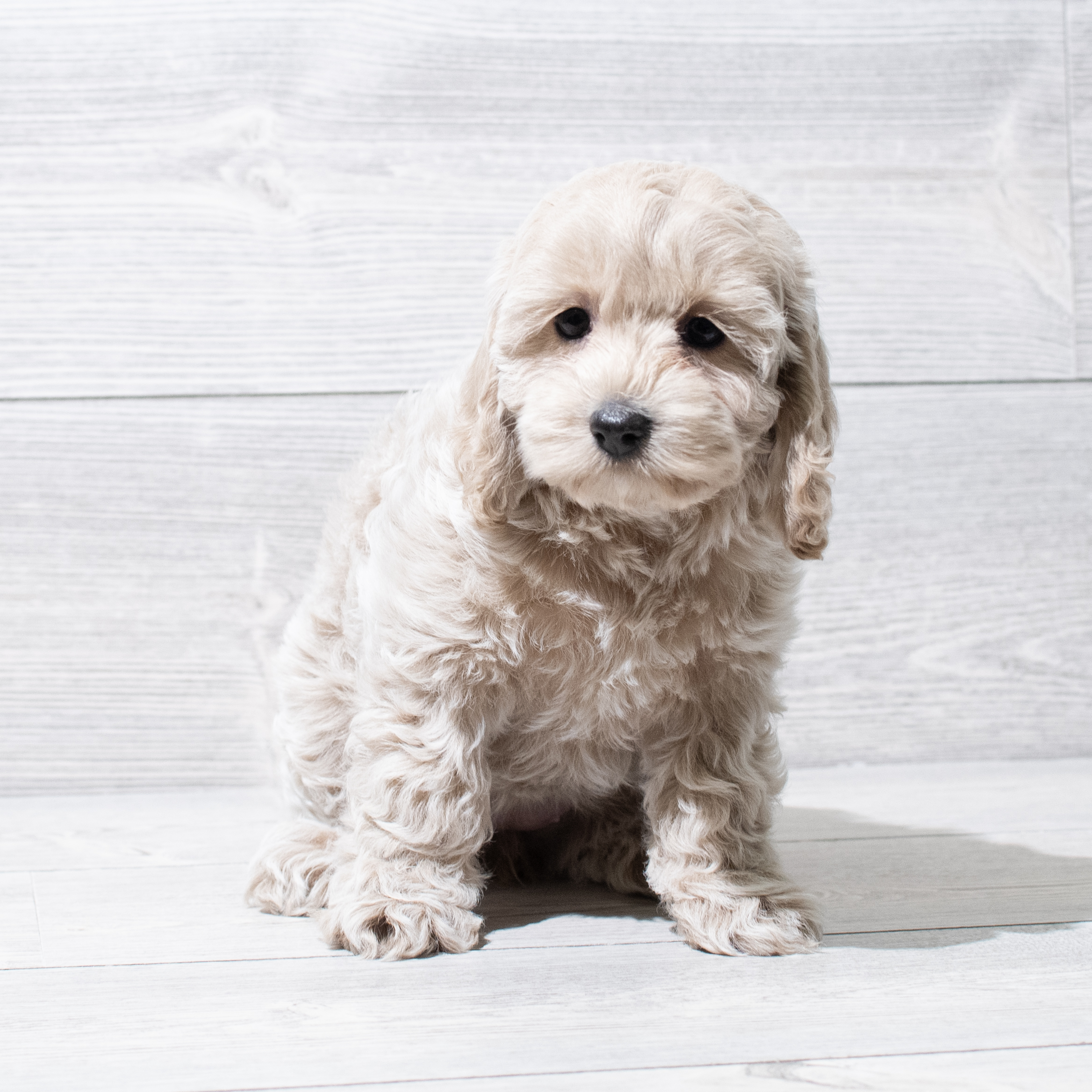 Cockapoo (F) 5102 Image #1