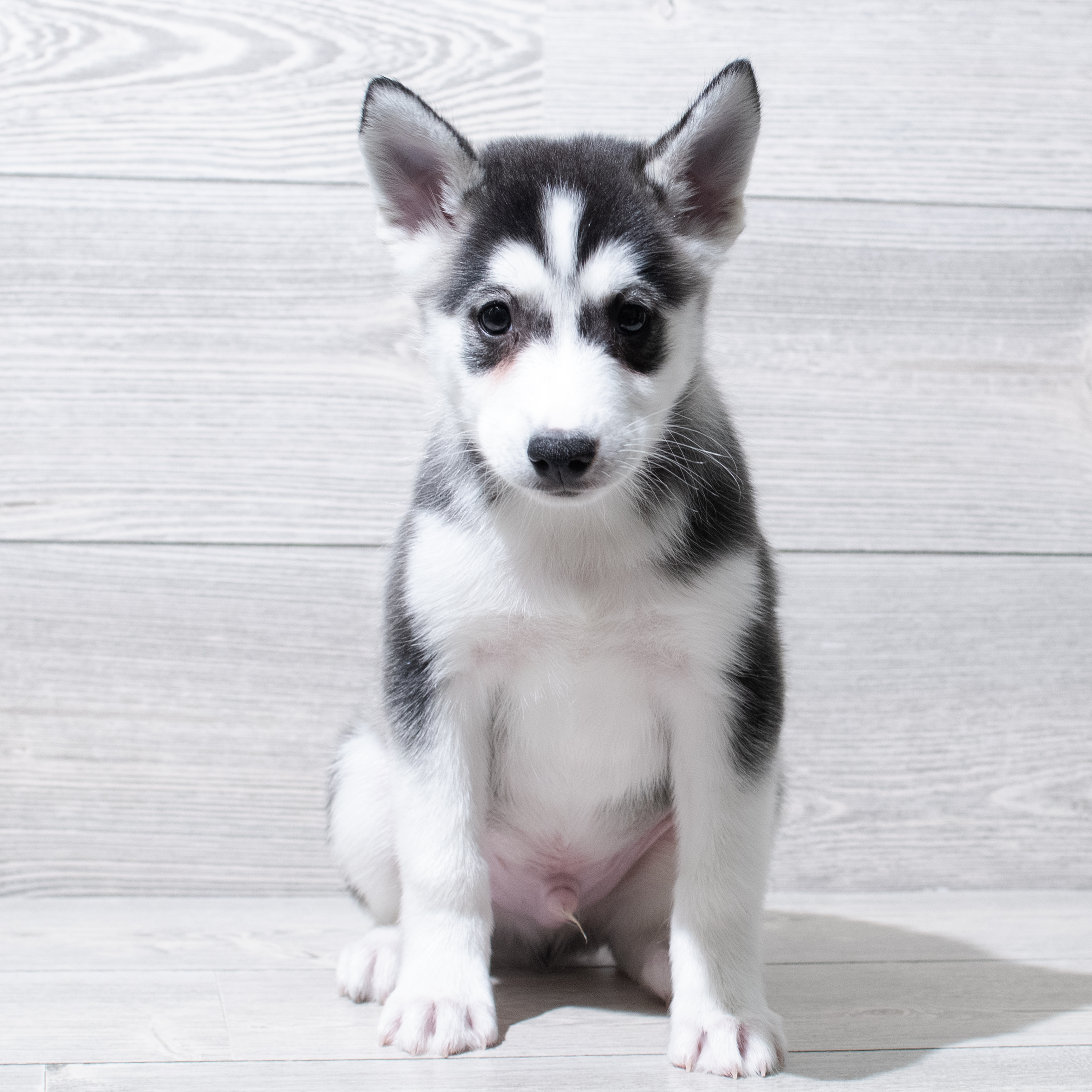 Huskimo (M) 5104 Image #1