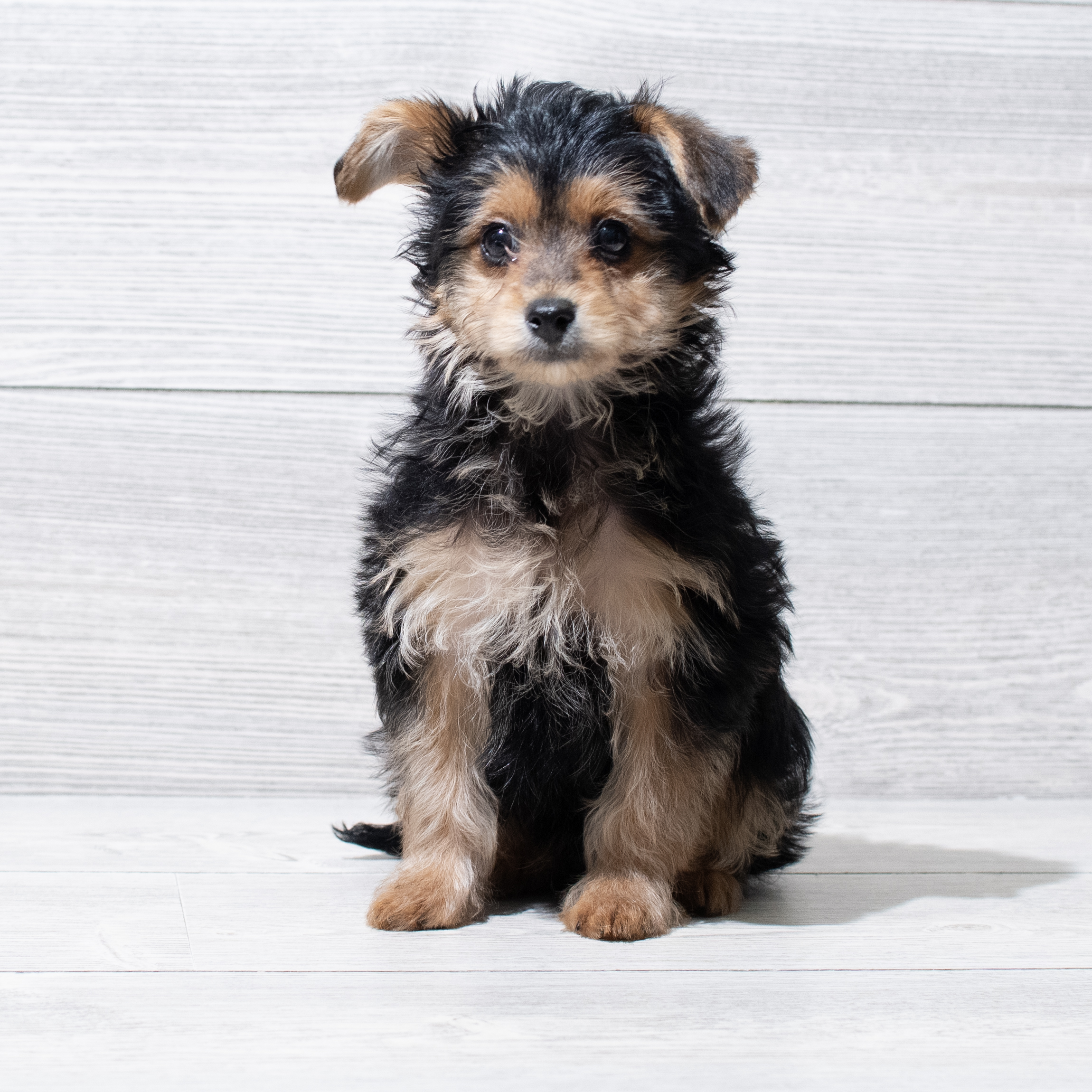 Yorkiepoo (M) 5110 Image #1