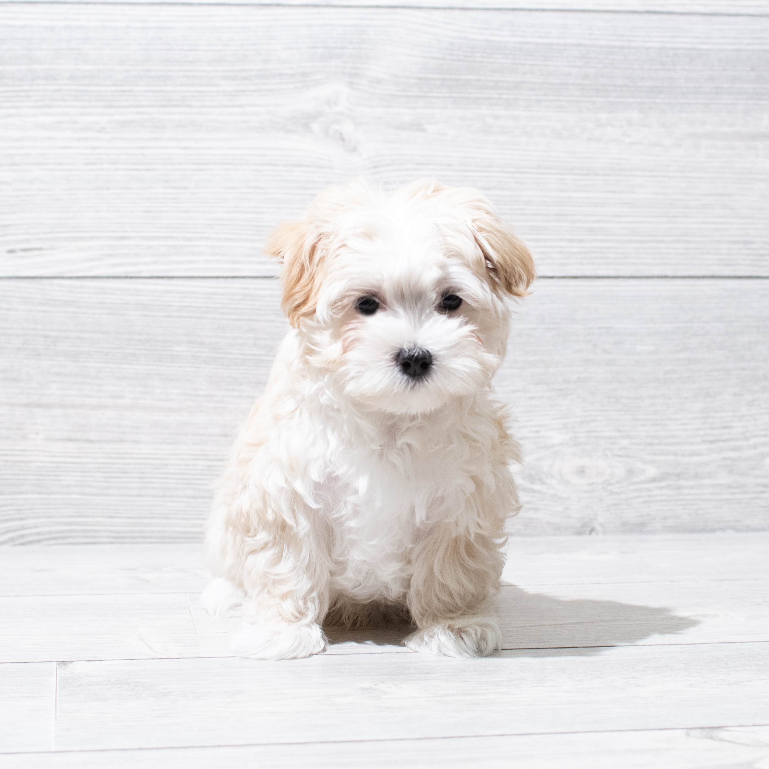 Morkie (M) 5109 Image #1