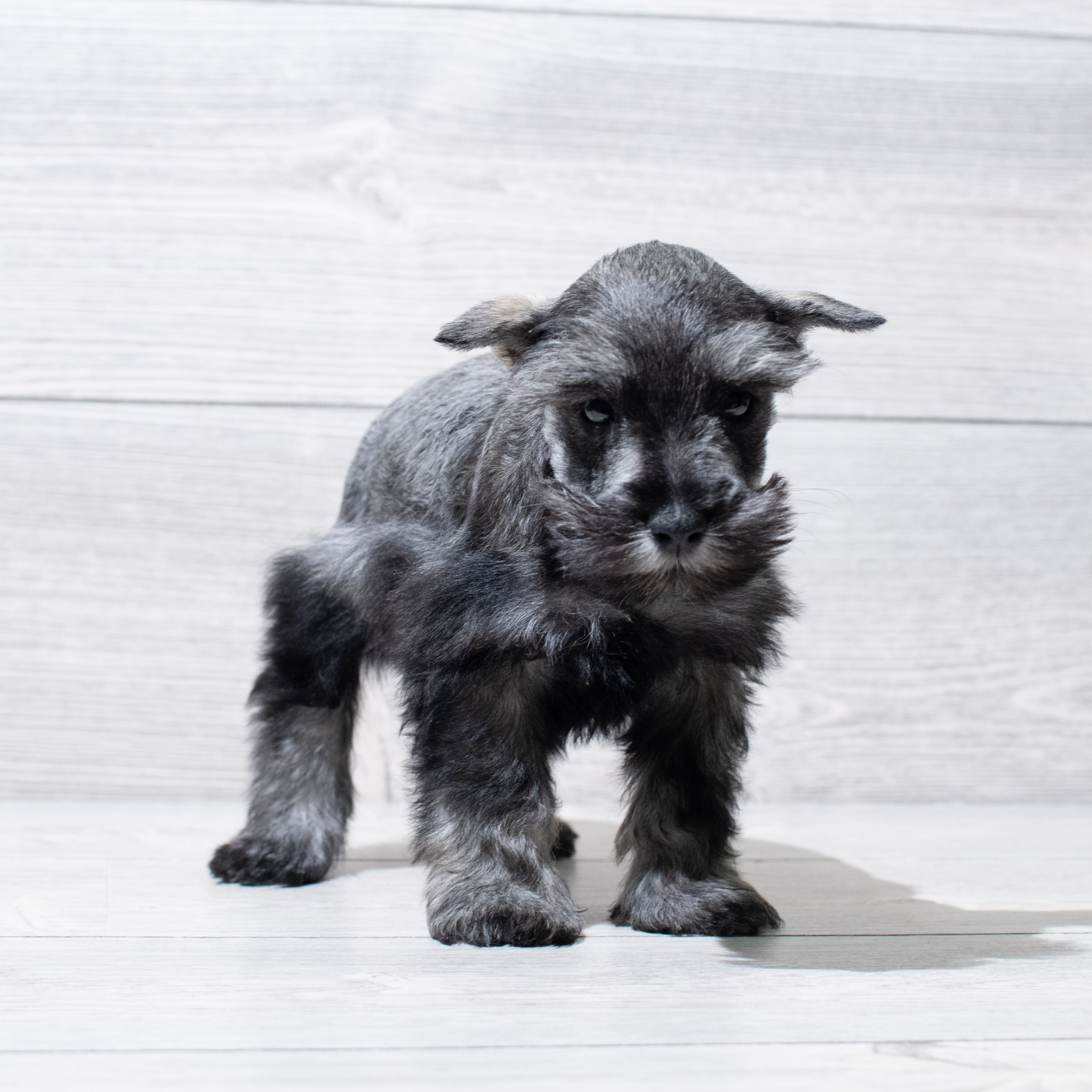 Miniature Schnauzer (M) 5103 Image #1